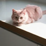 Pink Pussycat Drink: The Ultimate Ingredient & Safety Guide (2024)