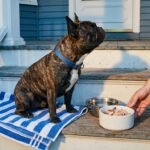 Canned Tuna for Dogs: What to Check Before You Share