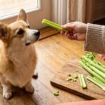 Can Dogs Eat Celery? Label Facts, Benefits, and Risks