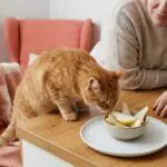 Pears for Dogs: Safe Serving Tips and Dog Food Label Checks